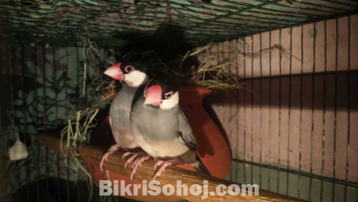 High mutation zebra finch